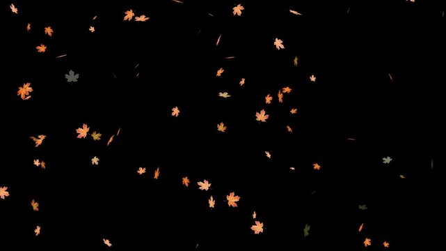 Falling autumn leaves backgrounds - isolated and loopable.Autumnal maple leaves rotation on white background. Vibrant autumn leaves gently falling. perfect for compositing, motion nature scene abstrac