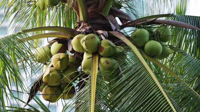 Abundant green coconuts clustering at the top of a tropical palm tree, with its lush fronds gently swaying in a light breeze, creating a serene and naturalistic outdoor scene
