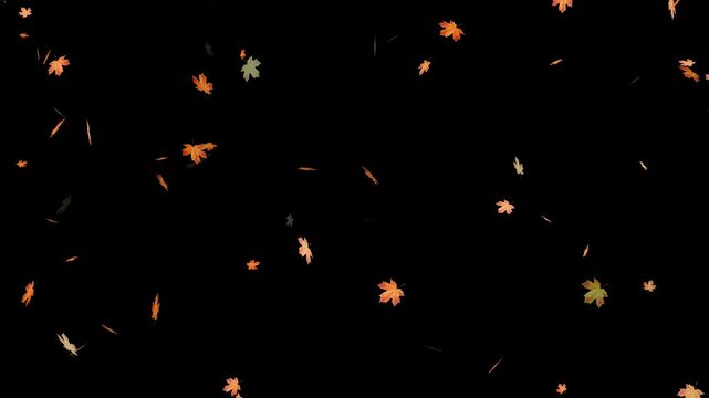 Falling autumn leaves backgrounds - isolated and loopable.Autumnal maple leaves rotation on white background. Vibrant autumn leaves gently falling. perfect for compositing, motion nature scene abstrac