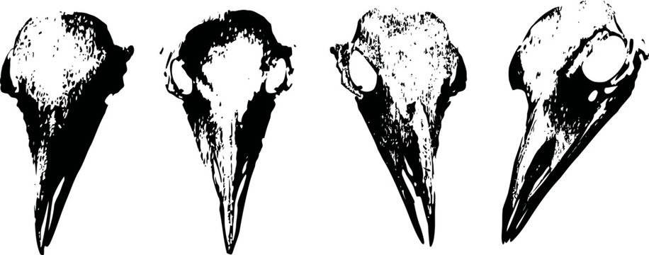 Black and white crow skull illustration set bird bones, anatomy details, vintage art of corvid skulls in different angles