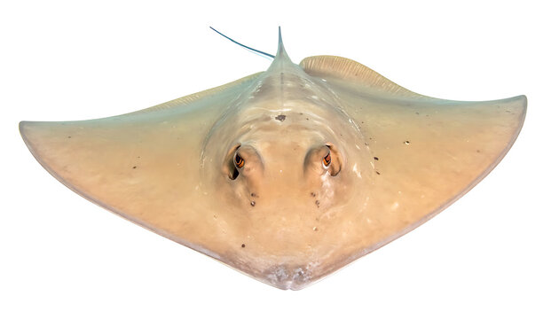 Isolated stingray viewed from above on a white background, marine life, underwater animal, ocean dweller