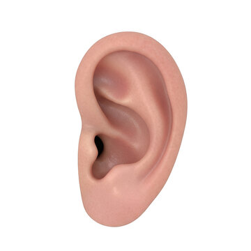 Isolated realistic human ear illustration in side view isolated on transparent background