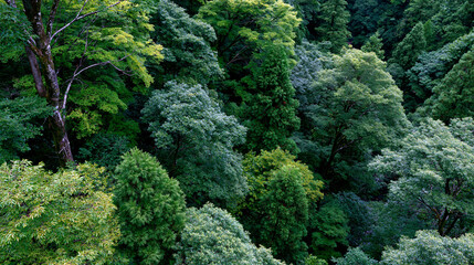 Fototapeta premium Dense forest canopy overhead reveals layered gradient of emerald, jade, and sage foliage filtering diffuse ambient illumination through successive tree crowns, creating botanical depth progression f