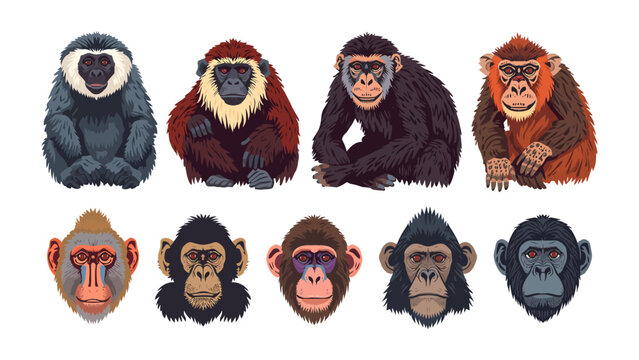 Primate Portrait Gallery: A striking collection of diverse primates, from majestic gorillas to playful monkeys, are showcased in individual portraits.