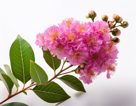 white background pink crape myrtle flower branch with green leaves