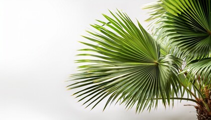 Fototapeta premium tropical palm tree with green fronds on white background