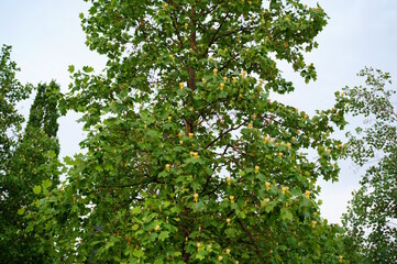 Fototapeta premium Tulip lyriodendron blooming in the park.
