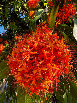 Saraca indica flowers blooming on a tree in Chiang Mai, Thailand