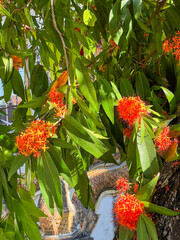 Fototapeta premium Ashoka tree flowers blooming at a temple in Chiang Mai, Thailand