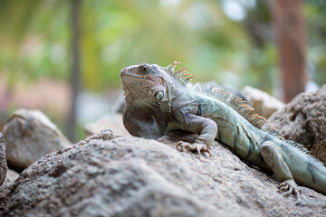 Fototapeta premium Iguana chilling on a rock