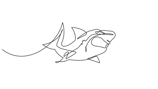 Animated self drawing of continuous line draw aggressive shark, Self drawing simple animation of continuous one line drawing. 4k video