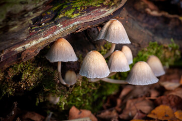 Fototapeta premium Cluster Of Small Coprinellus Micaceus Mushrooms Growing On Mossy Fallen Log In Autumn Forest With Soft Light