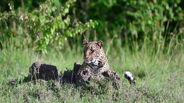 Leopard resting alert on termite mound in lush green African savanna vegetation