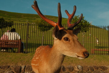 Deer Nara © Micha