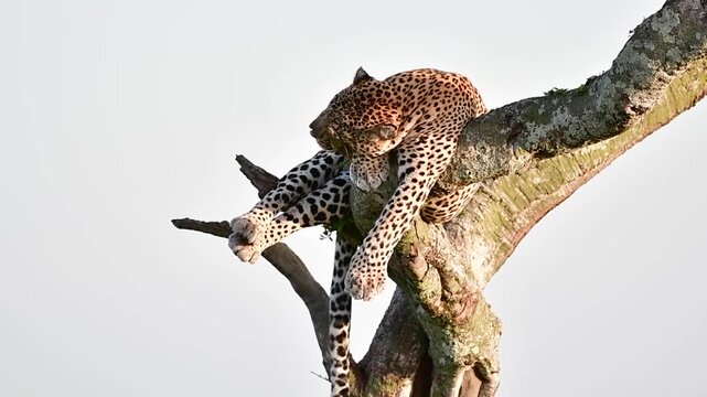 Leopard draped over large tree branch resting against grey sky in dramatic wildlife portrait