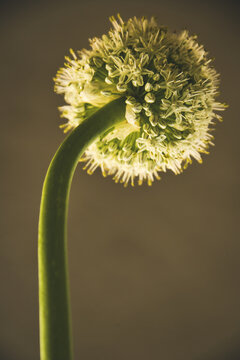 architecture of a onion flower , a sphere build from hundreds small flowers  , bloom and seed ,portrait of a flower ,natural geometry , one stemp , one flower head , 