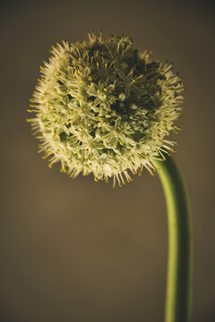 one stem, one flower , onion flower ,architecture of a flower , white sphere built fom hundreds of small flowers , bloom and seed ,natural geometry , portrait of an onion flower , simplicity , 