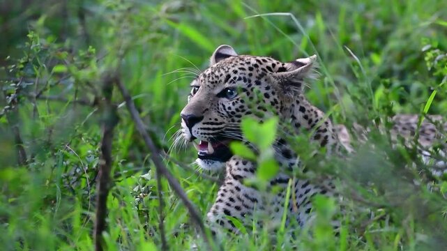 Close portrait of leopard partially concealed in lush green undergrowth with mouth slightly open