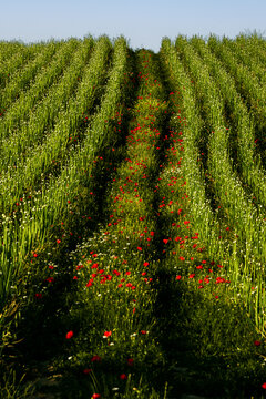paysage rural , culture , oignons rouges , fleurs , croissance , graphisme , biodiversit&eacute; , agriculture raisonn&eacute;e , nature , lumi&egrave;re de fin de journ&eacute;e , oignons des c&eacute;vennes , 