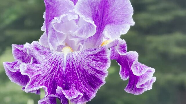 A magnificent lavender and purple bearded iris blossom opens wide against a soft, blurry green backdrop. Its rain-kissed ruffled petals radiate a comforting feeling of hope and peaceful beauty.