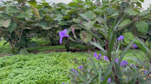 panning shot of purple mexican petunias with a lulo plantation background on a tropical farm