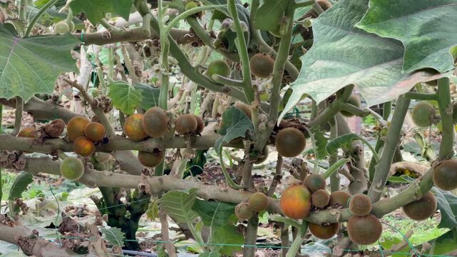 static shot of lulo plant branches laden with green and orange fruits in a tropical orchard