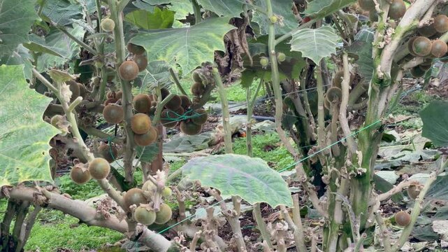 panning shot of lulo bushes with unripe orange fruits growing on a tropical farm