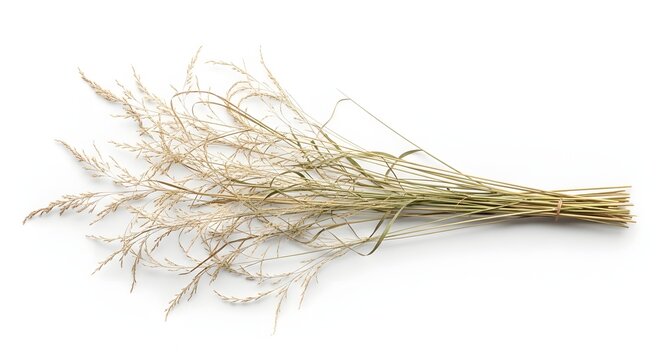 Dried decorative grass bundle. Minimalist interior decor elements. Tied sheaf of ornamental grass lying flat on a white surface.