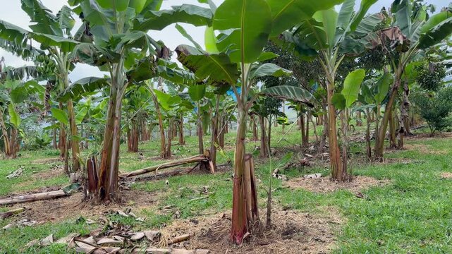 panning shot of a banana plantation with rows of green banana trees on a tropical farm