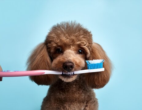 cute miniature poodle holding a toothbrush in his teeth on a blank background with copy space close up healthy teeth concept