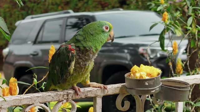 green amazon parrot eating corn on a fence