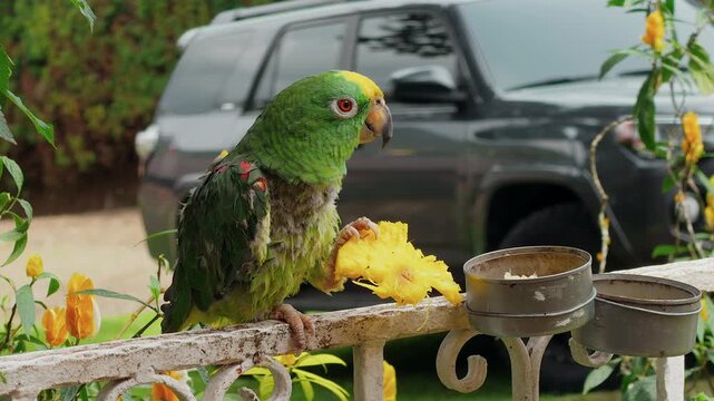 green amazon parrot eating fresh pinnaple on a fence