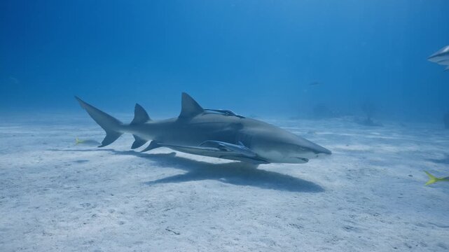 Lemon shark and Caribbean reef shark swimming over sandy ocean floor in the Bahamas