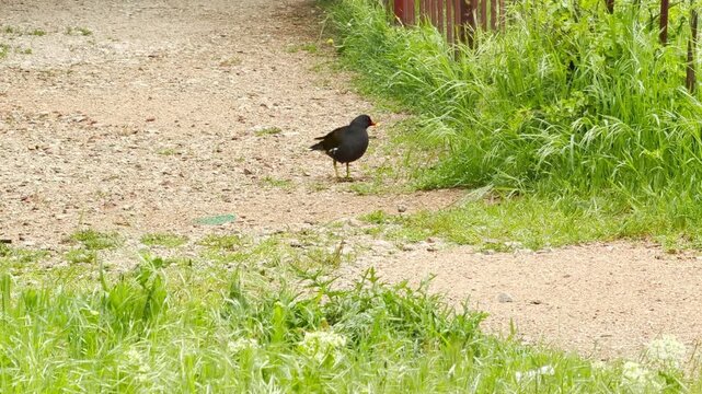 An injured moorhen with a sore leg attempts to move along a gravel path. Its vulnerable state evokes a feeling of sadness and empathy for the struggling bird in its natural environment.