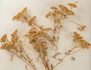 Close-up photograph of dried yarrow flowers (Achillea millefolium) arranged on a white background. Natural medicinal herb with delicate dried flower clusters and stems, commonly used in herbal medicin © yusuf