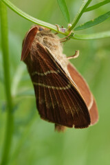 Naklejka premium Closeup on a fresh emerged and metamorphosed Fox moth, Macrothylacia rubi, Lasiocampidae hanging in vegetation