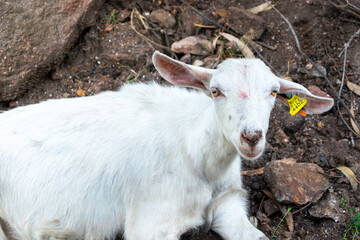 Obraz premium Rural Goat Resting on Rocks in Natural Landscape