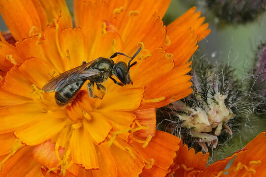 Vibrant closeup on a metallic green furrow bee Lasioglossum morio on an orange hawkweed flower