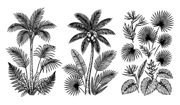 Tropical Palm Tree Botanical Illustration Collection for Nature and Garden Design