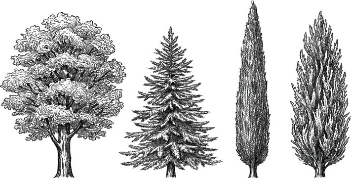 Four different tree types in black and white