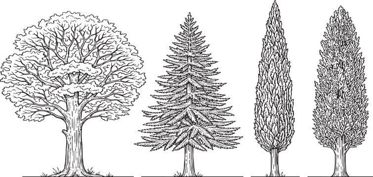 Four different tree types in black and white