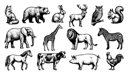 Animal Sketch Illustration Collection Vector Set for Nature Book and Wildlife Design © Keyapayal