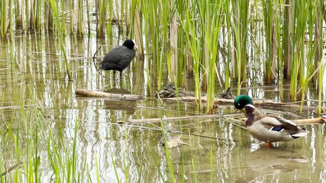 A duck and coot preen in calm water near green reeds. The serene scene feels quiet and natural. Sunlight reflects gently off the peaceful pond.