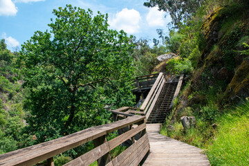 Fototapeta premium Peaceful Boardwalk Surrounded by Trees