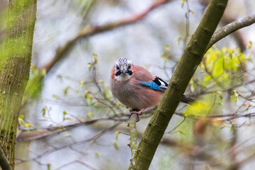 Obraz premium Eurasian Jay Looking at Camera While Sitting on Branch in Spring Forest