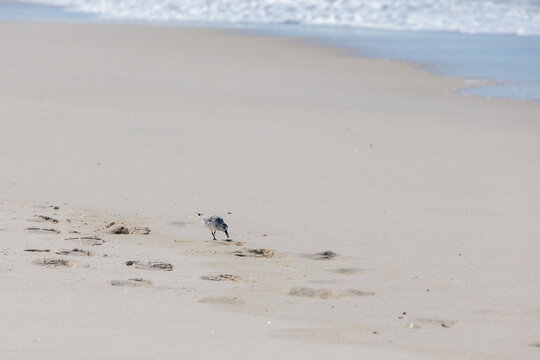 Small shorebird walking along soft sand near gentle waves Portugal, Ovar &ndash; Furadouro, 10.10.2025