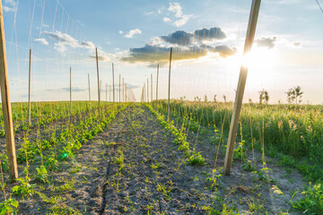 Fototapeta premium Sunset Over a Flourishing Field of Young Vines Growing Along a Rustic Fence, Capturing the Beauty of Nature’s Bounty in a Tranquil Rural Landscape