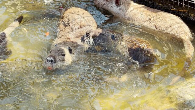 Several nutrias paddle and chase each other through shallow water. Their energetic splashing creates a lively, rhythmic bubbling sound. A steady, ambient hum from zoo atmosphere fills the background.