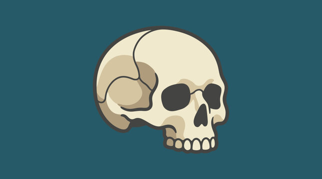 A human skull with detailed root structure is shown in a 2D vector illustration.