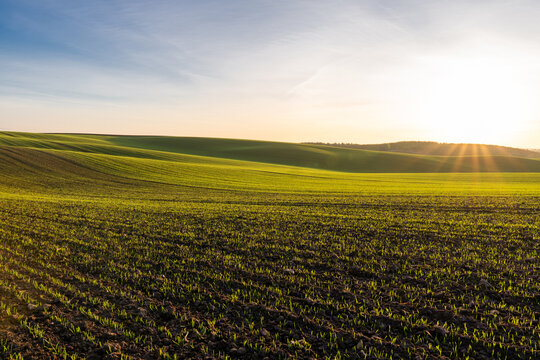Sunrise Over Lush Green Fields With Gentle Hills and a Golden Sky Showcasing Nature's Serene Beauty at Dawn